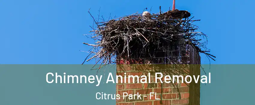  Chimney Animal Removal Citrus Park - FL