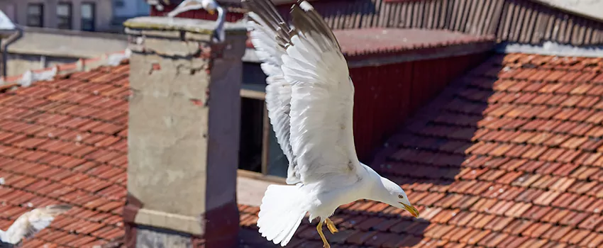 Residential Chimney Animal Removal Solution in Citrus Park, FL